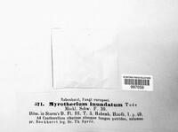 Myrothecium inundatum image